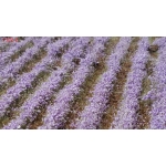 Lavanda T122-2